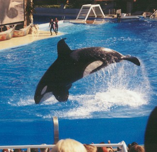 shamu.jpg (36910 bytes)