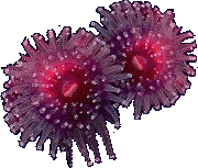 anemones.gif (15641 bytes)