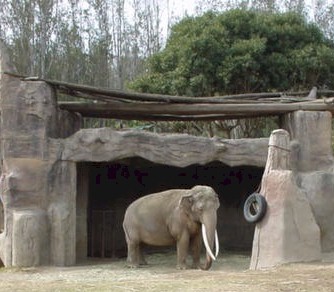 1.1 Elephant.jpg (33547 bytes)