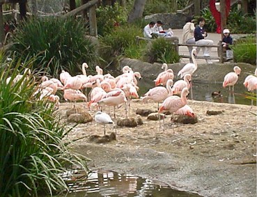 1.1 Real Flamingoes.jpg (54406 bytes)