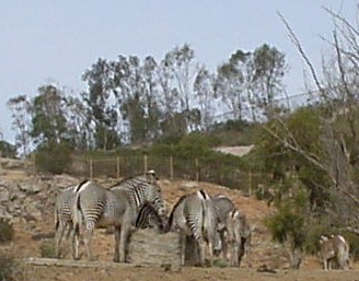 1.1 Zebras.jpg (30604 bytes)